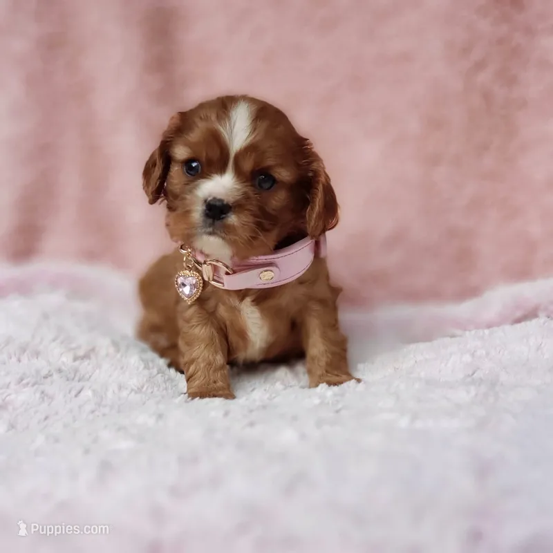 AKC Georgia – Cavalier King Charles Spaniel puppy for sale in Elizabethton, TN
