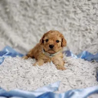 Presley, a male Cavalier King Charles Spaniel and Poodle - Toy  for sale in Elizabethton, TN – 4 of 10