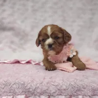 AKC Ember, a female Cavalier King Charles Spaniel for sale in Elizabethton, TN – 4 of 9