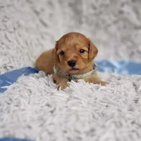Liam, a male Cavapoo for sale in Elizabethton, TN – 3 of 6