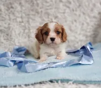 Westley, a male Cavalier King Charles Spaniel for sale in Elizabethton, TN – 8 of 10