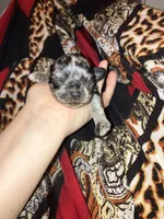 Arabella, a female Cavalier King Charles Spaniel and Chihuahua for sale in Elizabethton, TN – 2 of 3