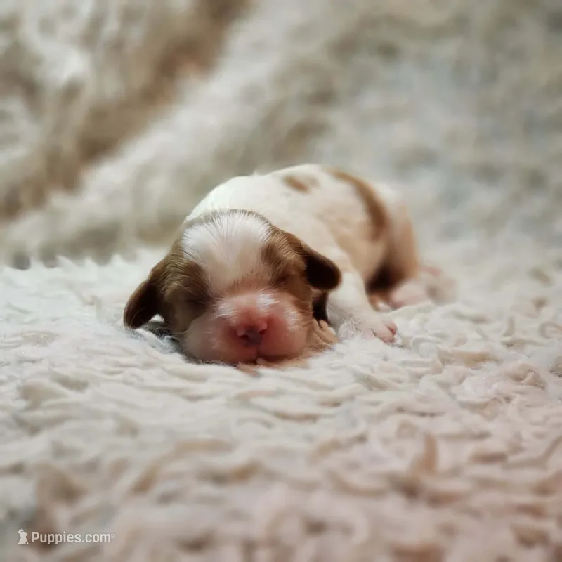 AKC Charlie – Cavalier King Charles Spaniel puppy for sale in Elizabethton, TN