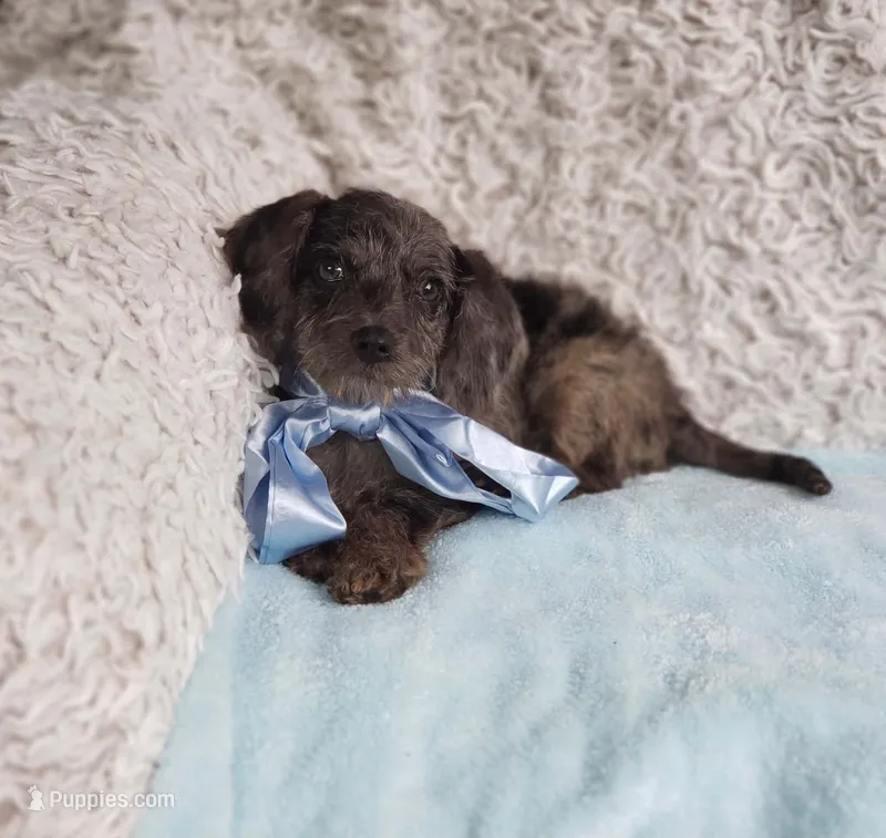 Jace – Cavapoo puppy for sale in Elizabethton, TN