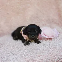 Daisy , a female Cavalier King Charles Spaniel and Chihuahua for sale in Elizabethton, TN – 3 of 7