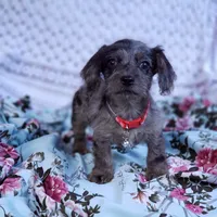James, a male Cavapoo for sale in Elizabethton, TN – 6 of 6