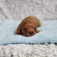 Reuben, a male Cavapoo for sale in Elizabethton, TN – 5 of 5