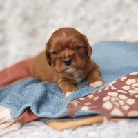 AKC Ferguson, a male Cavalier King Charles Spaniel for sale in Elizabethton, TN – 2 of 7