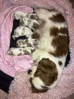 Gracie, a female Cavalier King Charles Spaniel for sale in Elizabethton, TN – 2 of 2