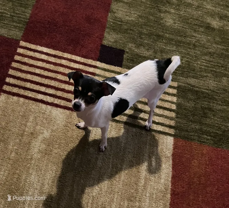Kiara – Chihuahua puppy for sale in Elizabethton, TN