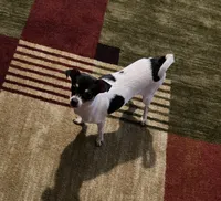 Kiara, a female Chihuahua for sale in Elizabethton, TN – 1 of 3