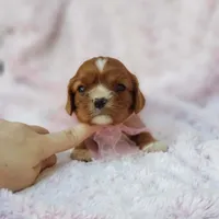 AKC Gracie, a female Cavalier King Charles Spaniel for sale in Elizabethton, TN – 7 of 8