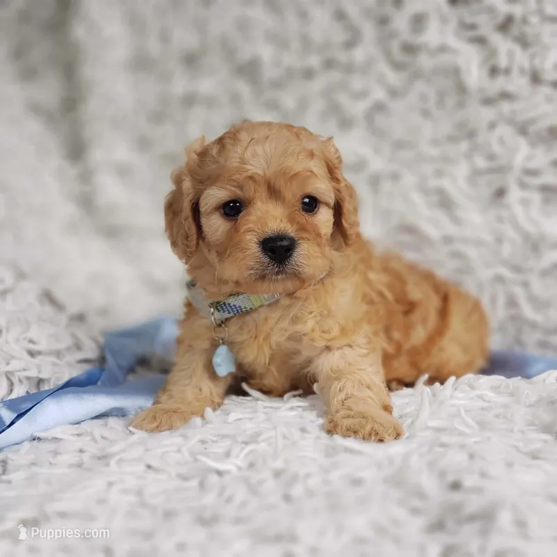 Presley – Cavalier King Charles Spaniel, Poodle - Toy  puppy for sale in Elizabethton, TN