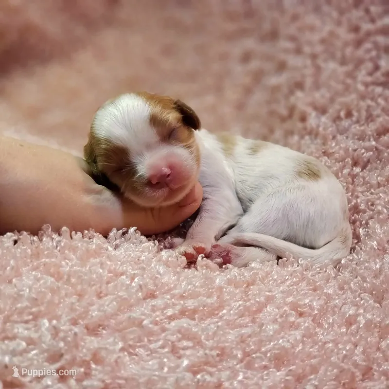 AKC Rosie – Cavalier King Charles Spaniel puppy for sale in Elizabethton, TN