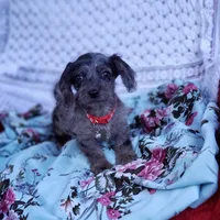 James, a male Cavapoo for sale in Elizabethton, TN – 4 of 6