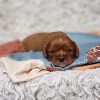 AKC Ferguson, a male Cavalier King Charles Spaniel for sale in Elizabethton, TN – 6 of 7