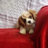 AKC Carolina , a female Cavalier King Charles Spaniel for sale in Elizabethton, TN – Photo 1 of 3