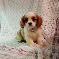 AKC Carolina , a female Cavalier King Charles Spaniel for sale in Elizabethton, TN – Photo 4 of 4
