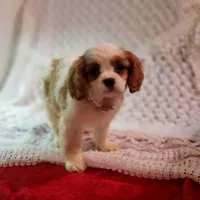 AKC Carolina , a female Cavalier King Charles Spaniel for sale in Elizabethton, TN – Photo 1 of 4