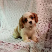 AKC Carolina , a female Cavalier King Charles Spaniel for sale in Elizabethton, TN – Photo 3 of 4