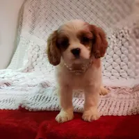 AKC Carolina , a female Cavalier King Charles Spaniel for sale in Elizabethton, TN – Photo 2 of 4