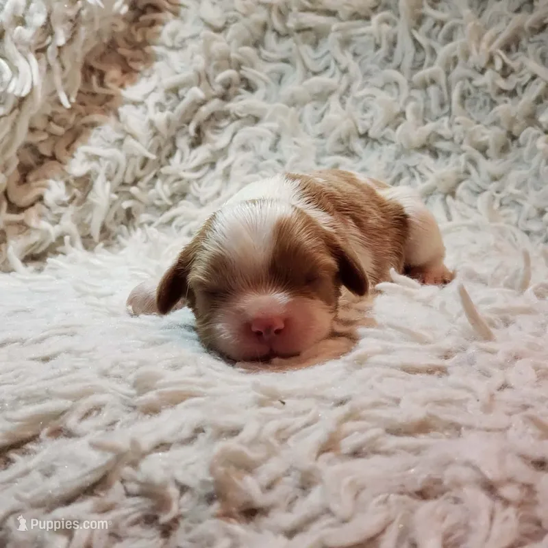 AKC Remi – Cavalier King Charles Spaniel puppy for sale in Elizabethton, TN