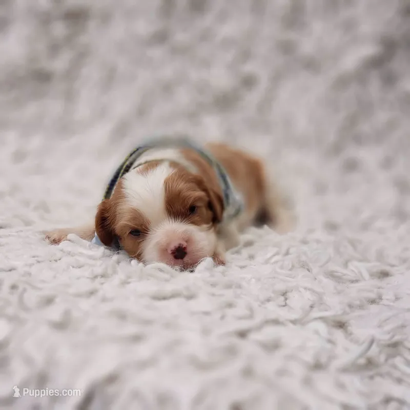 AKC Remi – Cavalier King Charles Spaniel puppy for sale in Elizabethton, TN