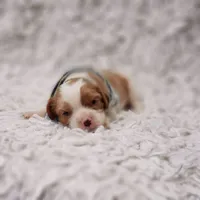 AKC Remi, a male Cavalier King Charles Spaniel for sale in Elizabethton, TN – 1 of 6