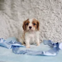 Westley, a male Cavalier King Charles Spaniel for sale in Elizabethton, TN – 7 of 10