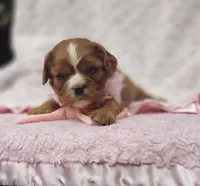 AKC Ember, a female Cavalier King Charles Spaniel for sale in Elizabethton, TN – 6 of 9