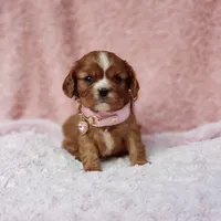 AKC Georgia, a female Cavalier King Charles Spaniel for sale in Elizabethton, TN – 7 of 10