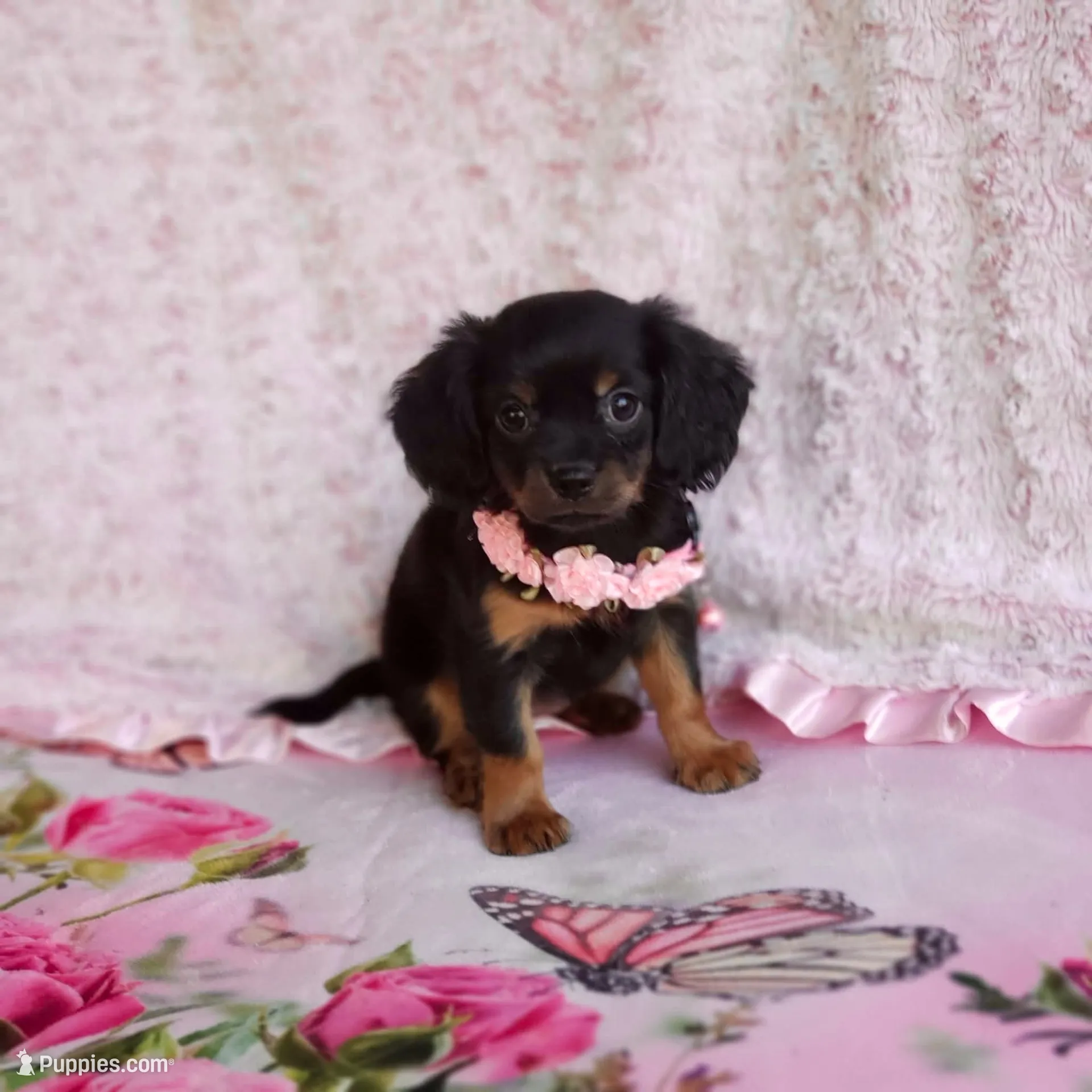 Daisy, a female Cavalier King Charles Spaniel and Chihuahua for sale in Elizabethton, TN – 2 of 7