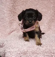 Daisy, a female Cavalier King Charles Spaniel and Chihuahua for sale in Elizabethton, TN – 7 of 8