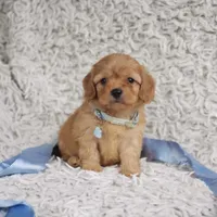 Liam, a male Cavalier King Charles Spaniel and Poodle - Toy  for sale in Elizabethton, TN – 3 of 6