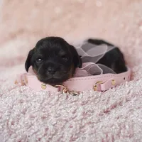 Daisy , a female Cavalier King Charles Spaniel for sale in Elizabethton, TN – 9 of 9