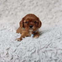 AKC Ferguson, a male Cavalier King Charles Spaniel for sale in Elizabethton, TN – 3 of 7