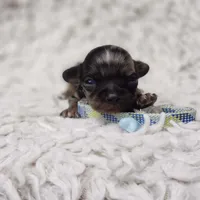 Tiny George, a male Cavalier King Charles Spaniel and Chihuahua for sale in Elizabethton, TN – 4 of 9
