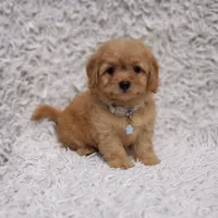 Liam, a male Cavalier King Charles Spaniel and Poodle - Toy  for sale in Elizabethton, TN – 2 of 8