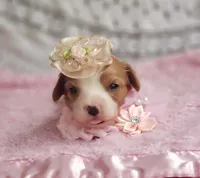 Rosie , a female Cavalier King Charles Spaniel for sale in Elizabethton, TN – 3 of 10