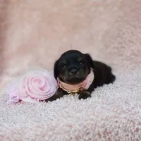 Daisy , a female Cavalier King Charles Spaniel and Chihuahua for sale in Elizabethton, TN – 5 of 7