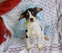 Travis, a male Cavalier King Charles Spaniel and Chihuahua for sale in Elizabethton, TN – 5 of 5