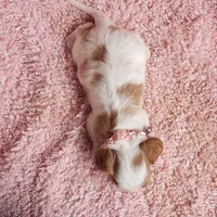 Rosie, a female Cavalier King Charles Spaniel for sale in Elizabethton, TN – 7 of 8