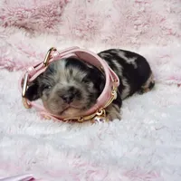 Charlotte, a female Cavalier King Charles Spaniel and Chihuahua for sale in Elizabethton, TN – 6 of 7