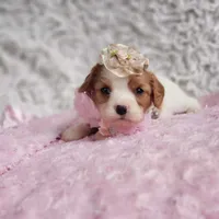 Rosie, a female Cavalier King Charles Spaniel for sale in Elizabethton, TN – 3 of 8