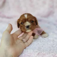 AKC Gracie, a female Cavalier King Charles Spaniel for sale in Elizabethton, TN – 5 of 8