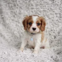 Westley, a male Cavalier King Charles Spaniel for sale in Elizabethton, TN – 4 of 8