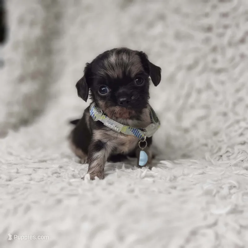 Noah – Cavalier King Charles Spaniel, Chihuahua puppy for sale in Elizabethton, TN