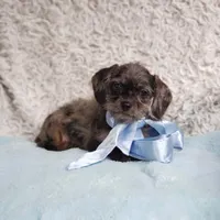 Mason, a male Cavapoo for sale in Elizabethton, TN – 4 of 6