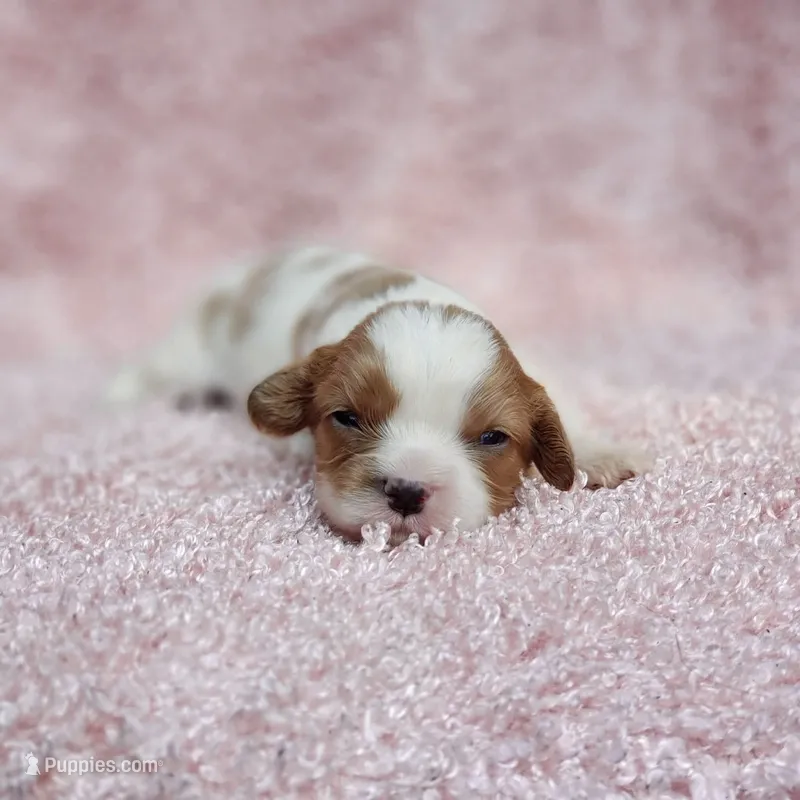 AKC Rosie – Cavalier King Charles Spaniel puppy for sale in Elizabethton, TN