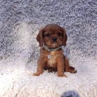 AKC Ferguson, a male Cavalier King Charles Spaniel for sale in Elizabethton, TN – 1 of 6
